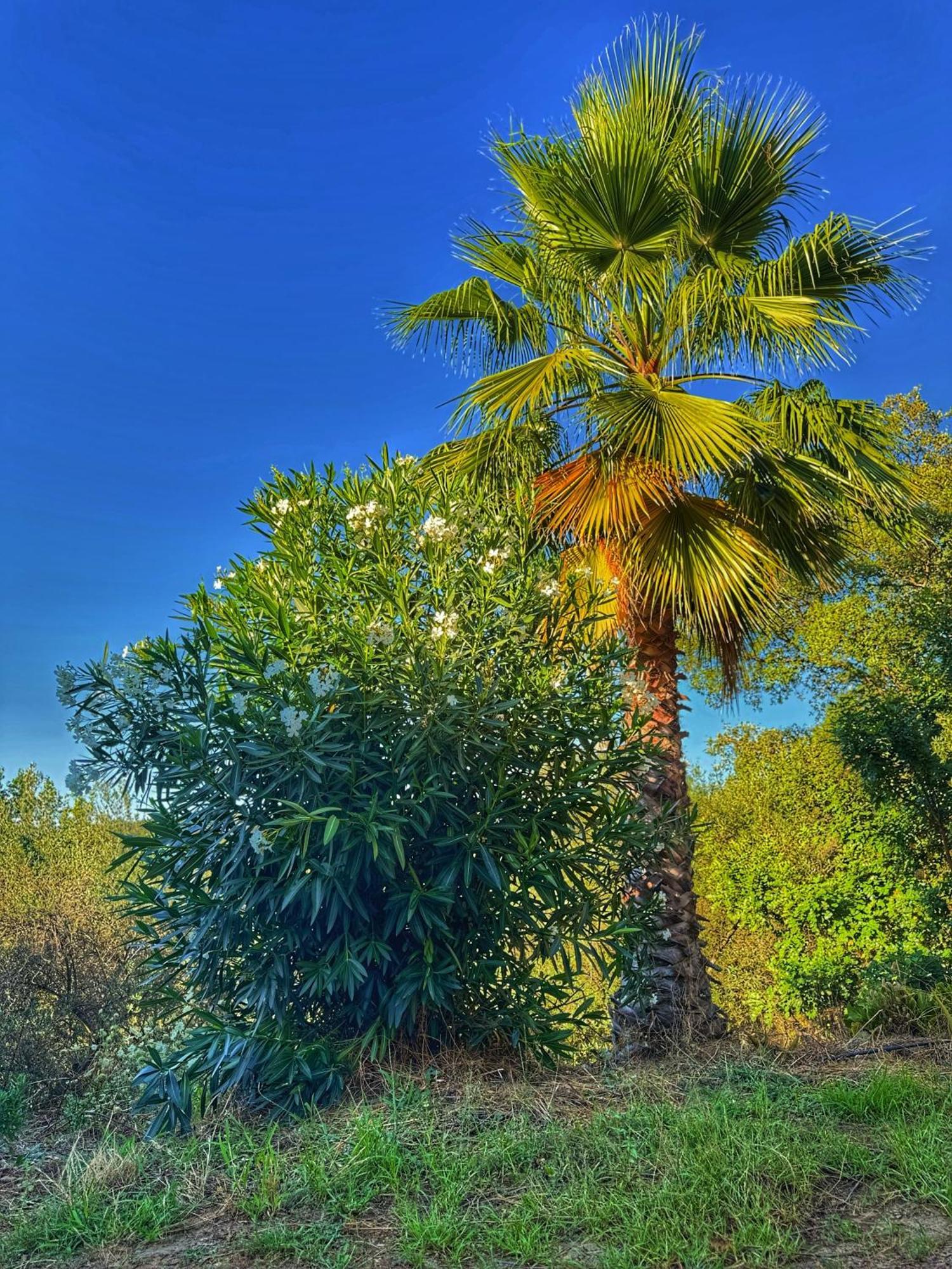 Finca Charco La Olla Jabugo Extérieur photo